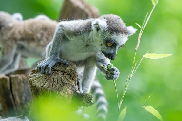 Ringstaartmaki's header