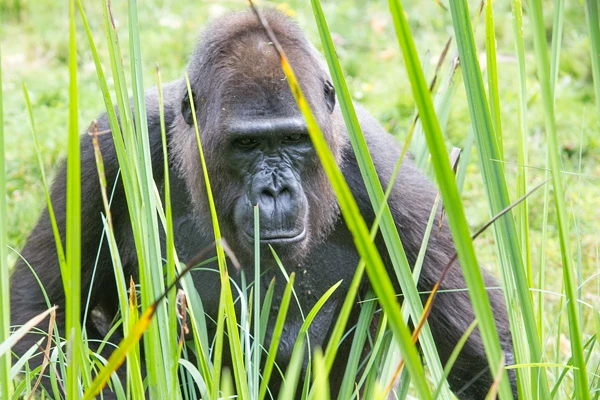 Western lowland gorilla